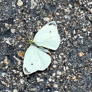 Meet your Posher, Stella